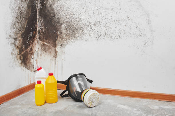 Best Toxic Mold Removal  in Zellwood, FL