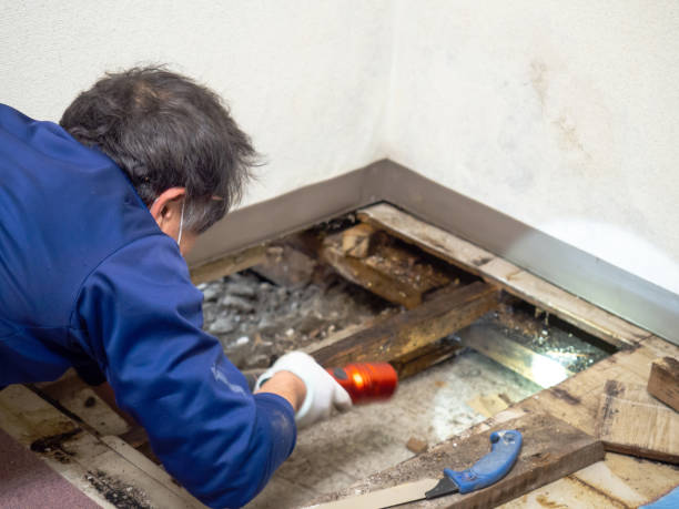 Best Certified Mold Removal  in Zellwood, FL