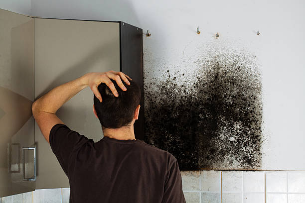 Best Local Mold Removal Service  in Zellwood, FL
