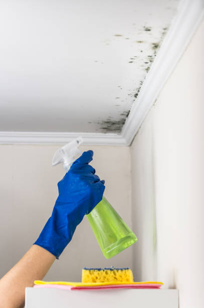 Best Office Mold Removal Services  in Zellwood, FL